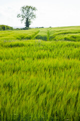 Obraz na płótnie Canvas Cebada en primavera .Barley (Hordeum vulgare)