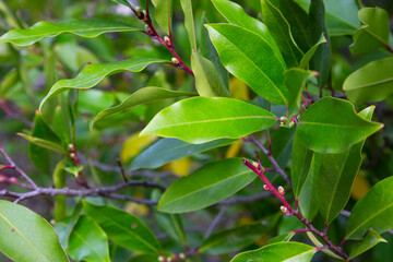 Prunus laurocerasus or cherry laurel green leaves in sunlight