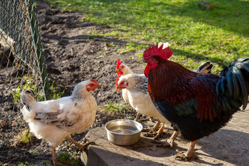 Chicken drinking water together