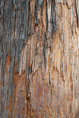 Naklejka premium Old wood cracked texture, the trunk of the tree, natural wood background