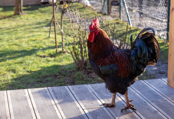 Curious cock standing on wooden planks in the garden