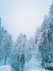 Fototapeta na wymiar Winter mountain forest in frost