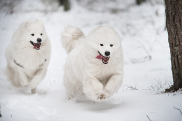Two Samoyed white dogs are running on snow outside
