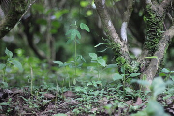 Obraz premium green moss in the forest