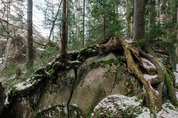 Rocks and moss among trees in winter forest