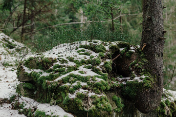 Rocks and moss among trees in winter forest