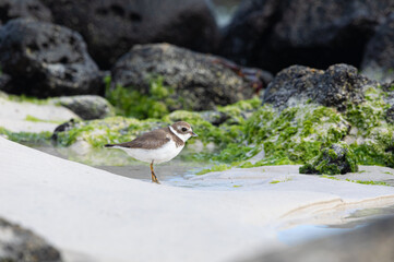 Semipalmated plover (Charadrius semipalmatus) at the peculiar lava rocks shores of the Galapagos Islands.

Chorlito semipalmeado (Charadrius semipalmatus) en las costas de roca de lava en Galápagos.