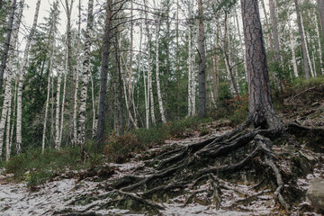 Landscape in the forest in the mountains. Rocks and tree trunks covered in moss