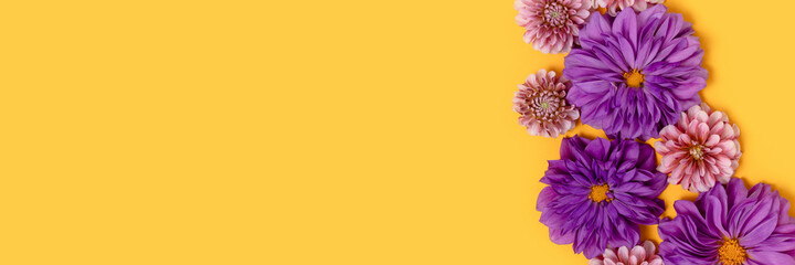 Obraz premium Banner with dahlia flowers texture on a yellow background with copyspace. Springtime natural concept.