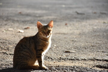 A cat sitting outside in Algiers in Algeria