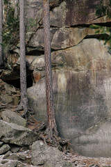 Rocks and moss among trees in winter forest