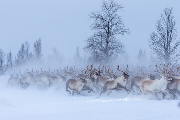 Reindeer in winter wonderland