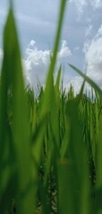 grass and sky