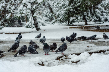 ducks on the snow