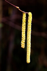 close-up catkins of common hazel, Corylus avellana, the concept of starting a new life, early spring