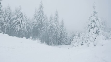 Happy woman having fun riding sleigh down snow covered mountain hill in winter forest. Girl go sledding - back view. People on Christmas vacation.