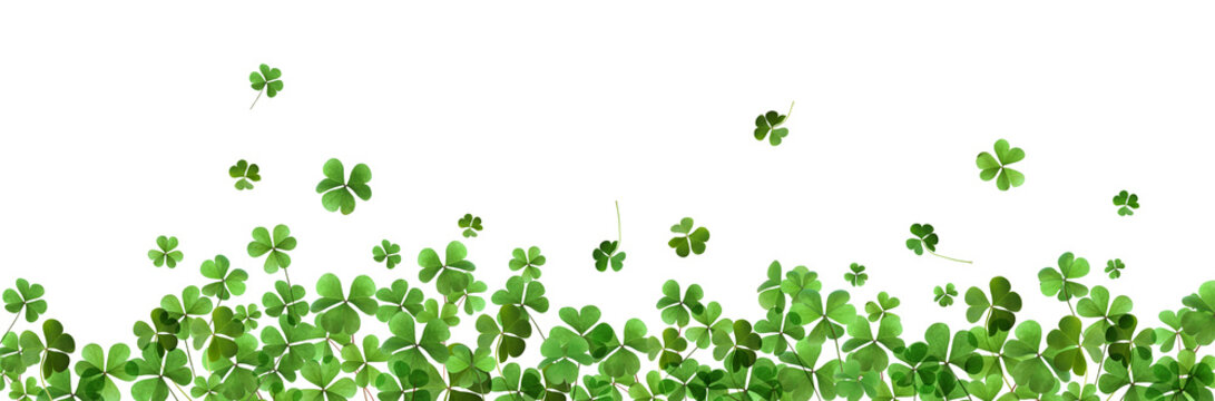 Fresh green clover leaves on white background, banner design. St. Patrick's Day