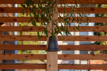 The old bell hanging from the mistletoe with a wooden fence in the background