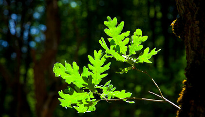 ROBLE REBOLLO (Quercus pyrenaica)