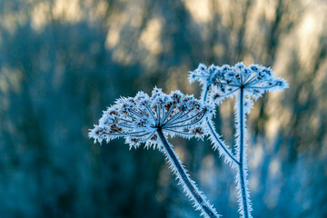 frost on the grass