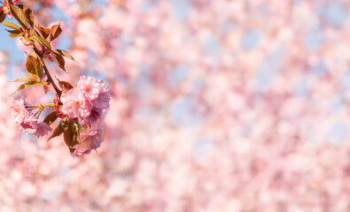 Pink cherry blossom in a sunrays close up