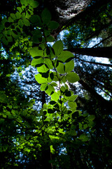 HAYA (Fagus sylvatica)