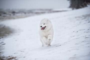 Samoyed white dog is running on snow beach in Latvia