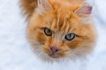 Portrait of a red cat with yellow-green eyes looking at the camera. Snow background. Wallpaper.