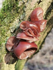 Judasohr, Mu-Err Pilz ein heimischer Winterpilz auf einem Holunderstamm, Pilze im Winter sammeln