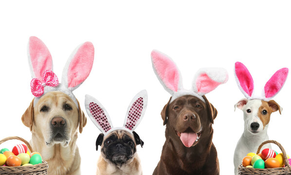 Colorful Easter eggs and cute dogs with bunny ears headbands on white background, collage