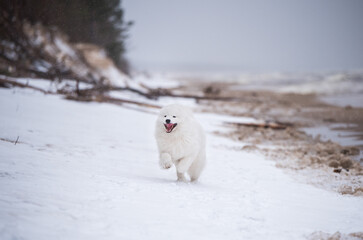 Samoyed white dog is running on snow beach in Latvia