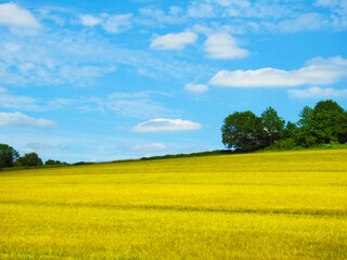 Fototapeta premium Farmland, trees and the sky