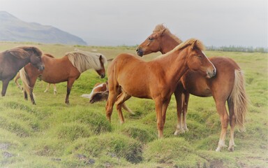 chevaux islandais