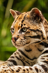 Head close up of a lovely ocelot (Leopardus pardalis). Feline. Wild animals.

Retrato de un ocelote.
