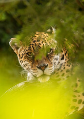 Portrait of a jaguar. Ecuador.
The glance of the queen jaguar.
Feline.