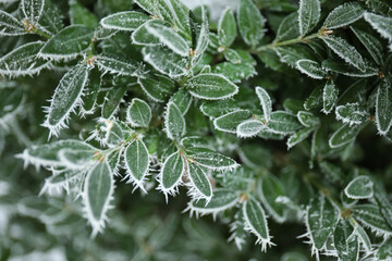 Bush leaves covered with hoarfrost outdoors on cold winter morning, closeup