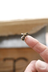 Bees in beekeeper finger