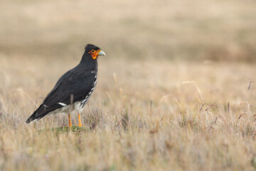 Carunculated caracara (Phalcoboenus carunculatus).
Caracara on the floor at the Ecuadorian highlands. Birds photography.