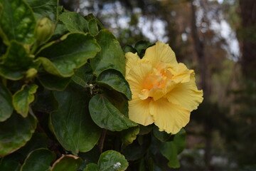 yellow flower with green leaves 