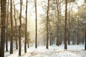 Beautiful snowy forest on sunny morning in winter