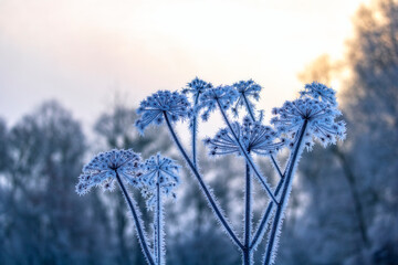 frost on the grass