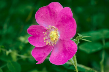 Rosehip flower close-up on the background of green foliage.