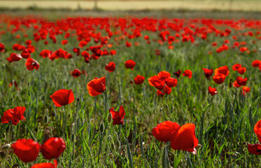 Red poppy flowers