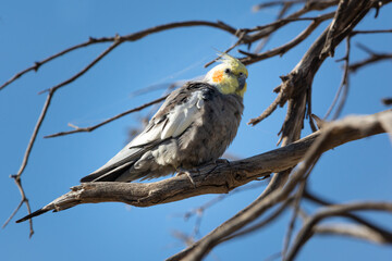 Wild Cockatiel perched in natural surround, close up and separated from background by shallow depth of field. Australian native bird, Barmera, South Australia.