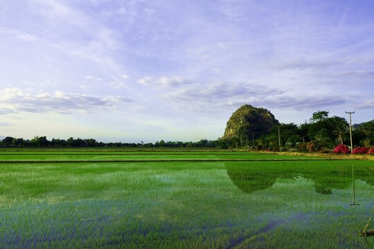 Rice paddy field with a mountain in the background and a reflection of it on the surface of the field. 