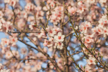 Almond tree blossom