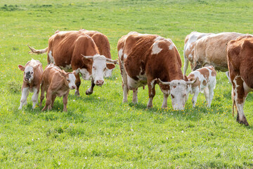 Herd of typical hungarian multicolored cattle breed on pasture in springtime
