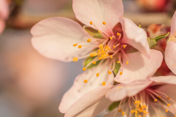Obraz na płótnie Canvas Almond tree blossom