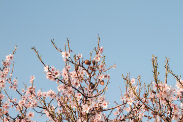 Almond tree blossom