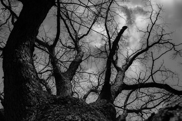 Dizzying limbs of a large white oak.